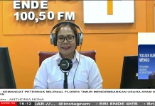 Peternak Milenial Kembangkan Ayam Kampung Modern Flores