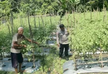 Bhabinkamtibmas Sikka Dampingi Warga Kembangkan Pekarangan Bergizi