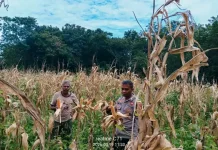 Polisi Dampingi Warga Panen Jagung di Ngada