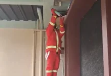 Satpol PP Manggarai Barat Tangani Sarang Lebah Meresahkan