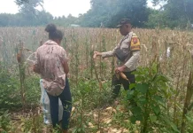 Panen Jagung Hibrida Wairkoja Bukti Ketahanan Pangan
