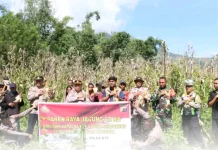 Polres Ngada Panen Raya Jagung Dukung Swasembada Pangan Nasional