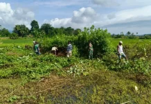 Babinsa Tanjung Bunga Bersama Warga Bersihkan Sawah Terdampak Hama