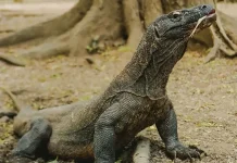 Diplomasi Hijau: Indonesia–Jepang Jalin Kerja Sama Konservasi, Komodo Dipinjamkan