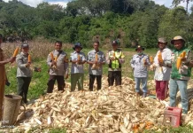 Panen Raya Jagung Maukaro Perkuat Ketahanan Pangan Desa