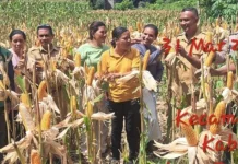 Polisi Dampingi Panen Jagung Perkuat Ketahanan Pangan Desa