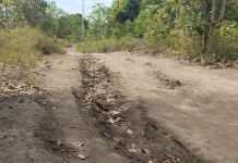 Potensi Jambu Mete Desa Alorawae Terhambat Akses Jalan Rusak