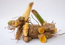 Temulawak, Tanaman Obat Tradisional Kaya Manfaat bagi Kesehatan