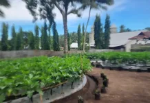 Kampung Riipua Bertransformasi Jadi Destinasi Wisata Kreatif