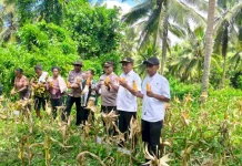 Panen Raya Jagung Perkuat Ketahanan Pangan Desa