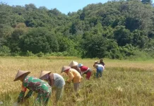 Babinsa Koramil Macang Pacar Dampingi Petani Panen Padi, Perkuat Ketahanan Pangan