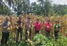 Polsek Wolowaru Panen Jagung, Hasil Tembus 10,72 Ton/Ha