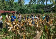 Panen Jagung Desa Lela Bukti Kemandirian Pangan