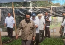 Bupati Manggarai Tinjau Persemaian Kopi, Perkuat Sektor Perkebunan Daerah