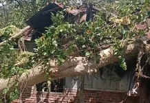 Pohon Rita Tumbang Timpa Rumah Warga Paga
