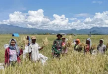 Babinsa Koramil Lembor Dampingi Petani Panen Padi di Desa Pondo
