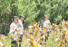 Polres Nagekeo Lakukan Pengecekan Lokasi Panen Raya Jagung