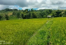 Kades Rendu Wawo Apresiasi Program Cetak Sawah dari Pemkab Nagekeo