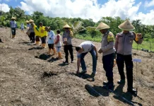 Sinergi Desa Natakoli Tanam Jagung Perkuat Pangan