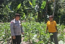 Bhabinkamtibmas Sikka Dampingi Warga Kembangkan Lahan Hortikultura