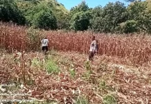 Bhabinkamtibmas Sambinasi Barat Dukung Ketahanan Pangan, Panen Jagung Capai 3 Ton
