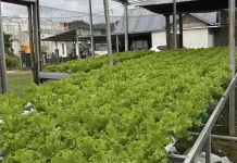 Hobi Jadi Cuan, Happy Farms Hidroponik Selada Tembus Pasar Pariwisata Labuan Bajo