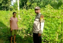 Kelompok Tani Perempuan Sikka Perkuat Pangan Keluarga