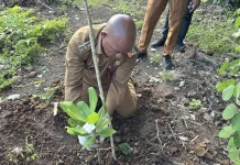 Jambu Mete Lembata Tumbuh Optimal, Potensi Ekonomi Menguat