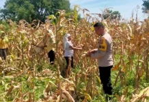 Panen Jagung Hibrida Perkuat Ketahanan Pangan Sikka