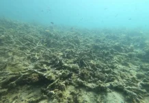 Terumbu Karang TN Komodo Rentan, Aktivitas Wisata Perlu Pengendalian
