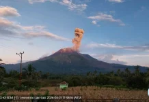 Erupsi Lewotobi Laki-laki, Kolom Abu Capai 1.000 Meter ke Arah Barat
