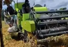 Panen Padi di Reok Gunakan Combine Harvester, Tekan Biaya dan Tingkatkan Efisiensi