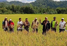 Bupati Ende Hadiri Panen Perdana Padi Organik di Wewaria