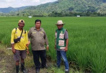 Respons Cepat Distan Ende Tekan Ancaman Produksi Padi di Wewaria