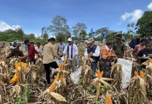 Bupati Lembata Lakukan Pembelian Jagung Perdana di Bukit Batu