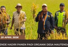 Panen Padi Organik, Bupati Dorong Pertanian Berkelanjutan