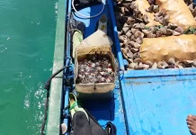 Satpolairud Ende Gagalkan Penyelundupan 3 Ton Keong Lola Ilegal