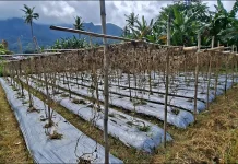 Petani Ndona Keluhkan Irigasi Rusak Dua Tahun