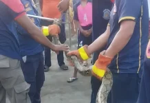 Ular Piton 4 Meter Masuk Permukiman Ende, Damkar Evakuasi dalam 5 Menit