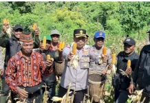 Polres Manggarai Panen Jagung Kuartal II, Dukung Ketahanan Pangan Nasional