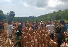 Panen Raya Aramengi Dihadiri Bupati, TNI Dukung Produktivitas Petani