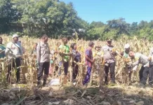 Panen Jagung Serentak Sikka Perkuat Ketahanan Pangan
