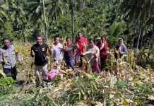 Panen Jagung Pertiwi, Baopaat Teguhkan Kemandirian Desa
