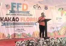 Petani Kakao Flores Didorong Naik Kelas Bersama