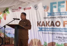 Kuota Kakao Sikka Naik Drastis Tahun 2026