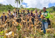 Panen Jagung Sumo Sakti Perkuat Ketahanan Pangan Sikka