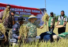 Bupati Ende Panen Perdana Padi Sawah Kelompok Tani Ma’e Welu di Desa Kota Baru