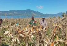 Panen Jagung Perdana di Wotan Ulumado Dorong Ketahanan Pangan