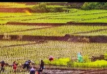 Sektor Pertanian Masih Dominasi Ekonomi NTT Tahun Ini
