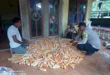 Bhabinkamtibmas Dampingi Panen Jagung Ketahanan Pangan Gera